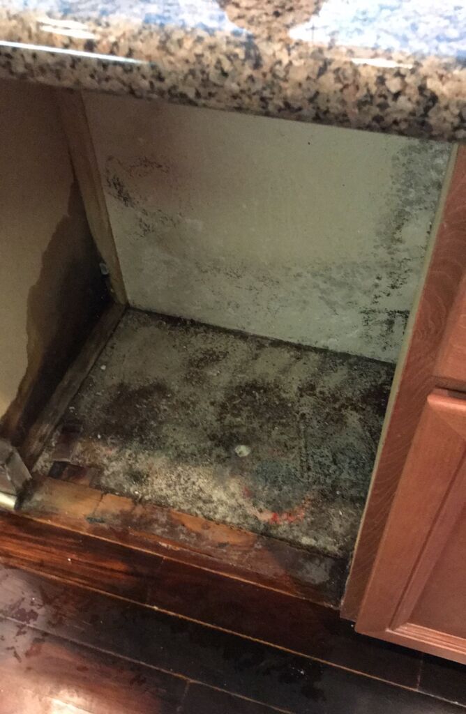 Mold in kitchen cabinet.